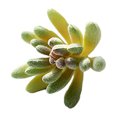 thumbnail image 2 of Artificial Succulent Plants, Realistic Faux Decor for Home, 2 of 8