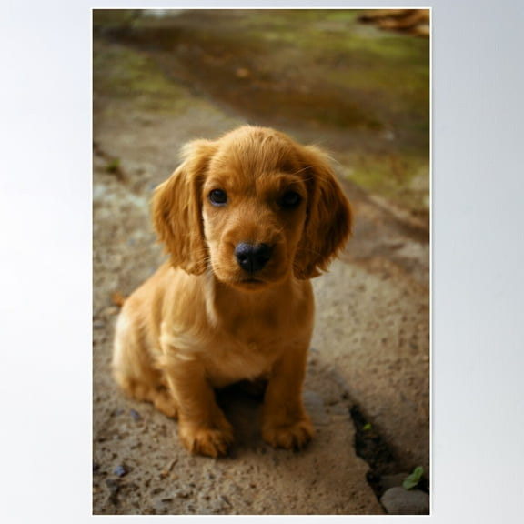 Cocker Spaniel Puppy Poster, 16x24 UNFRAMED