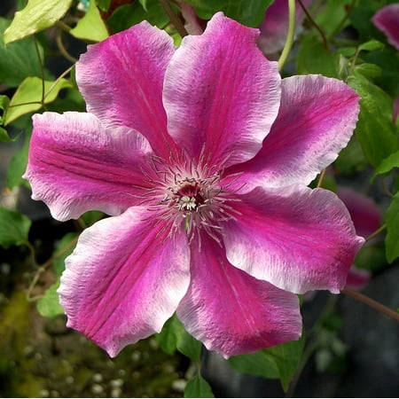 Carnaby Clematis Vine - 2.5