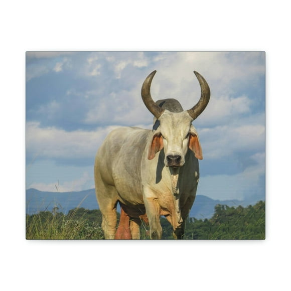 Majestic Zebu Print Zebu Animal Wall Art Wildlife Canvas Prints Wall Art Ready to Hang Unframed