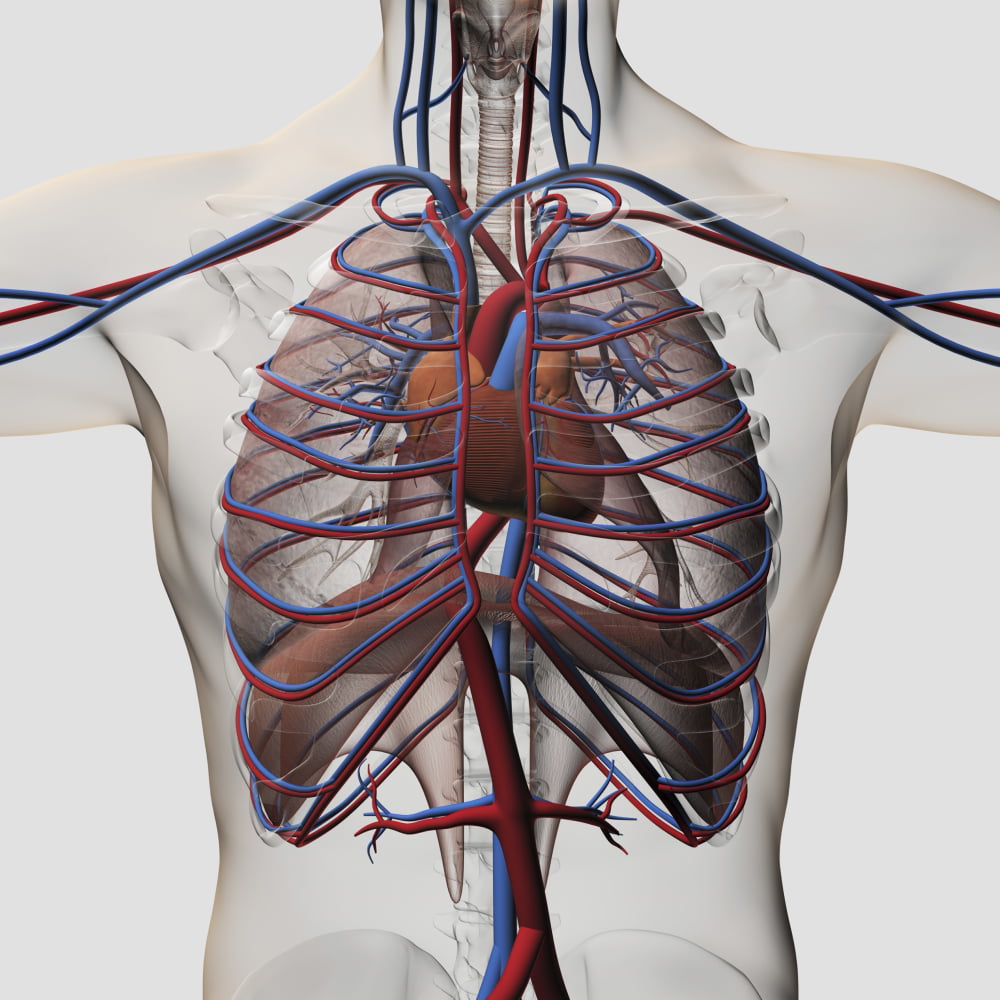 What Organ Is Located Is Middle Of Chest Under End Of Rib Cage Upper