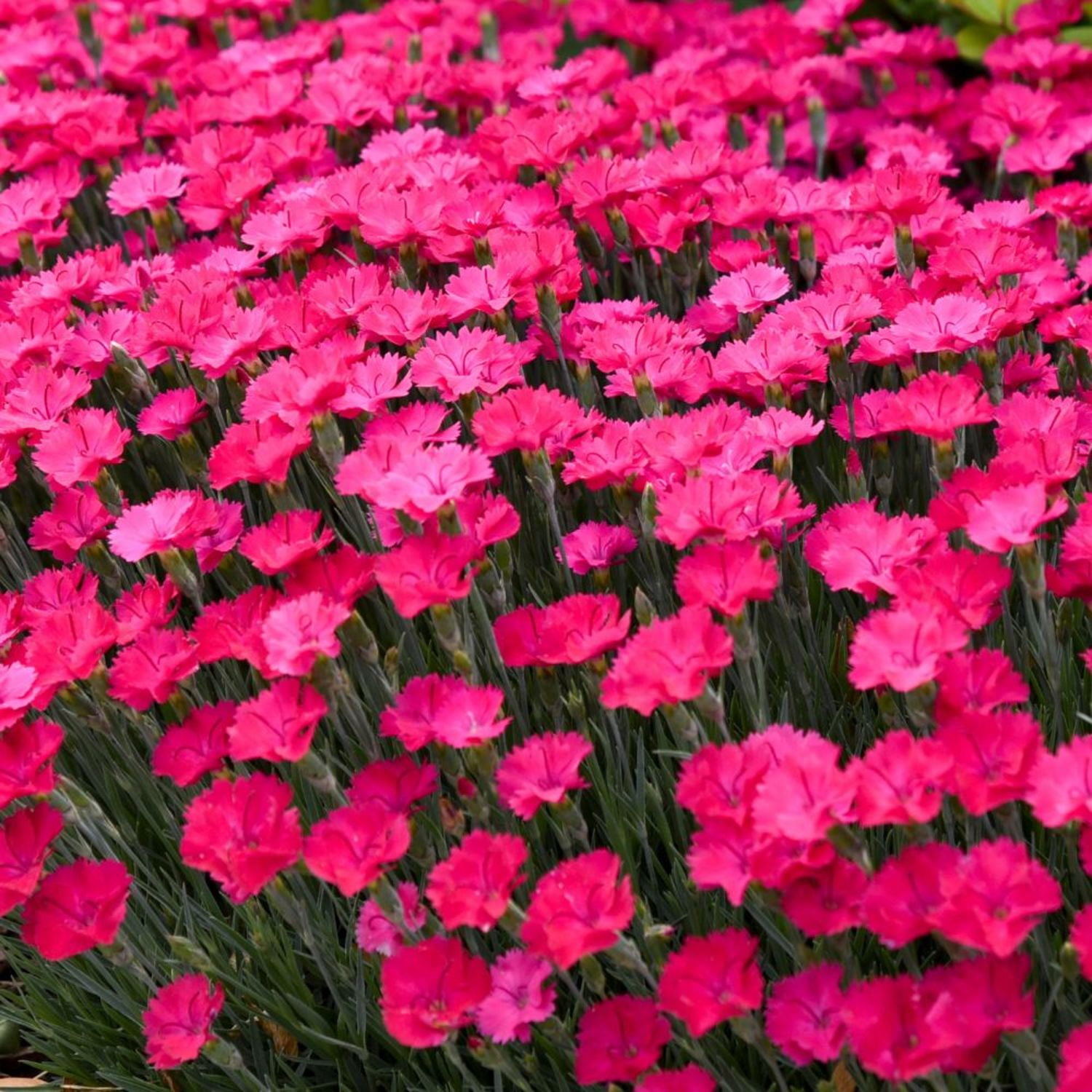 Proven Winners 6" Pink 'Paint the Town Magenta' Pinks Live Plant in 6.5" Pot