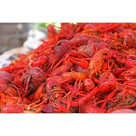 LAMINATED POSTER Louisiana Mud Bugs Crawfish South Food New Orleans Poster Print 24 x (Best Crawfish In Katy)