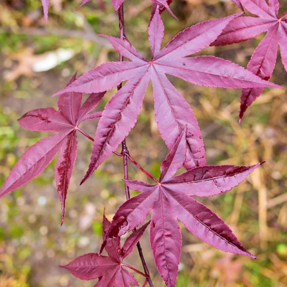 Expert Gardener 3-4 ft tall Japanese Maple Tree in 7 gal. Grower Pot