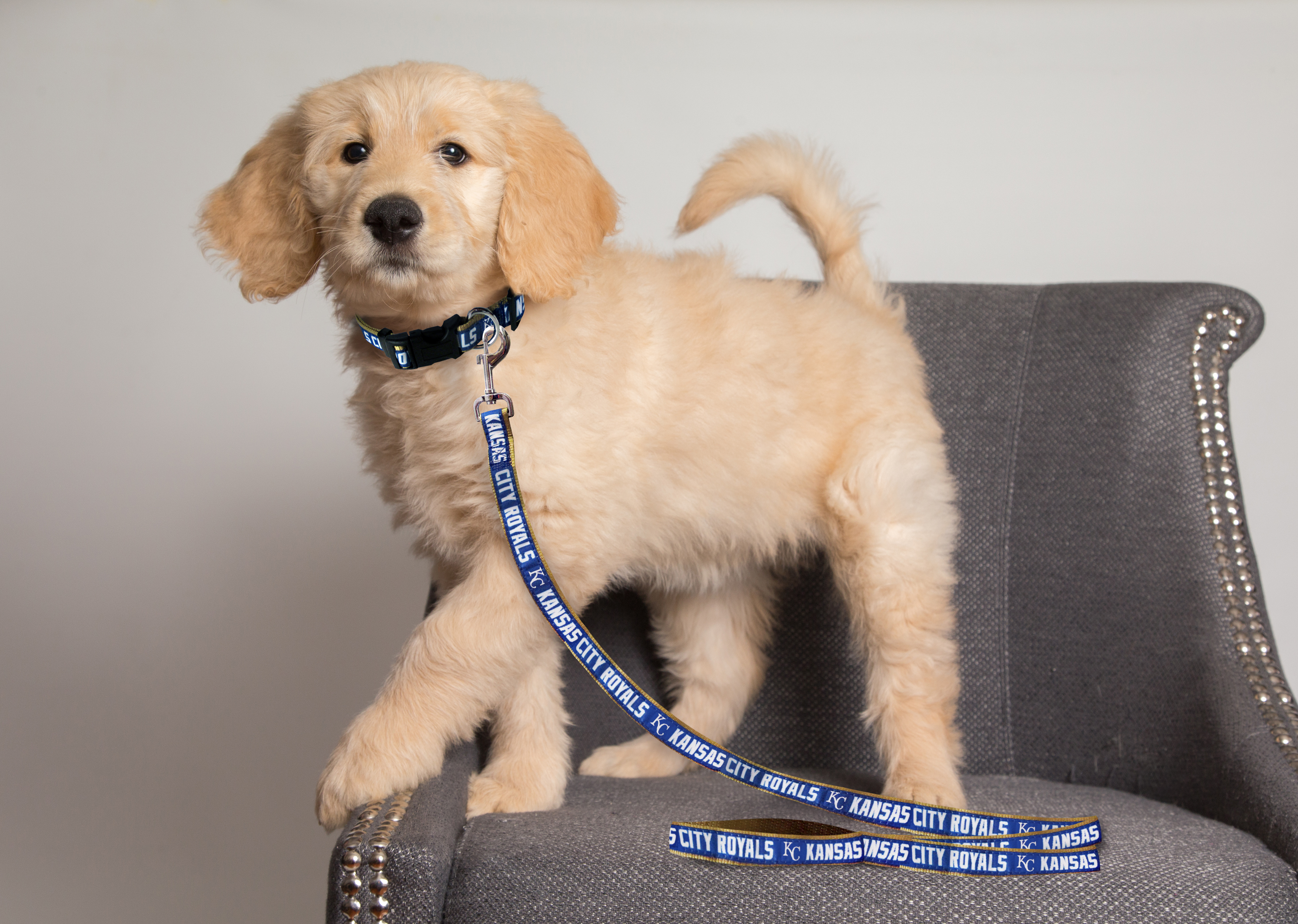 Pets First MLB Kansas City Royals Cats and Dogs Durable Pet Leash, Large