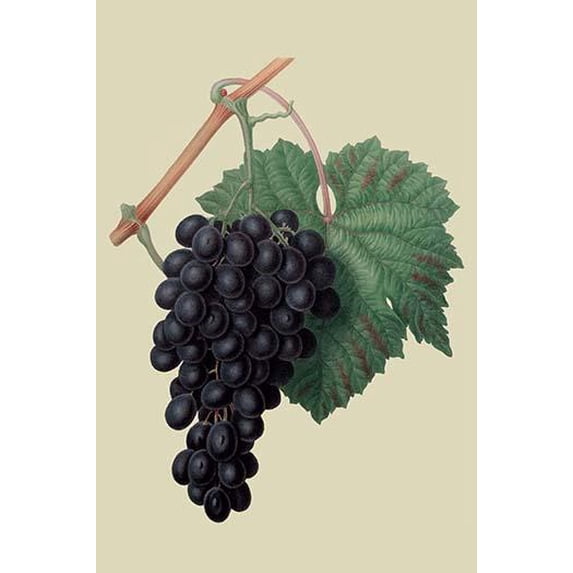 Black Prince Grape-Fine Art Canvas Print (20" x 30")