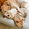 thumbnail image 3 of Original Snuggle Puppy Heartbeat Stuffed Toy for Dogs. Pet Anxiety Relief and Calming Aid, Comfort Toy for Behavioral Training in Golden, 3 of 6