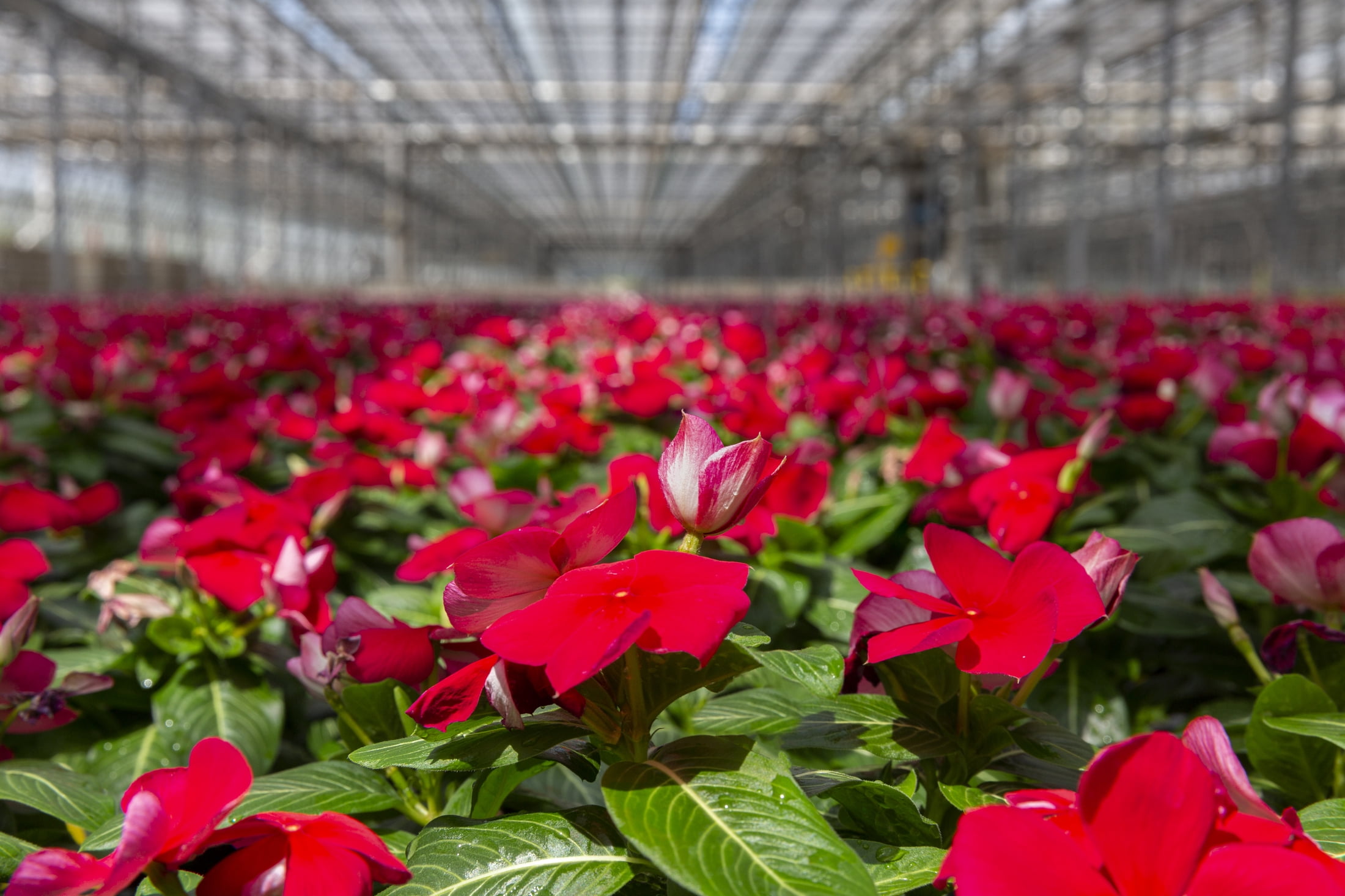Expert Gardener 1.5gal Pink Vinca Live Annual Plant Hanging Basket Sun