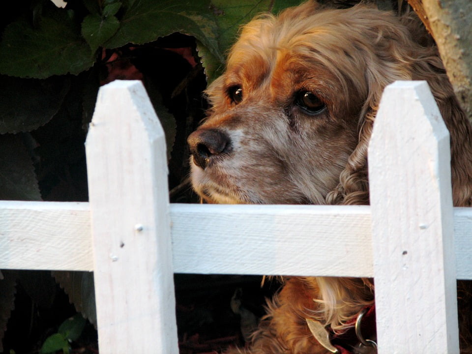 fence for dogs walmart