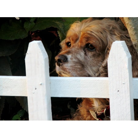 Canvas Print Eyes Canine Breed Dog Animal Cute Fence Pet Stretched Canvas 10 x