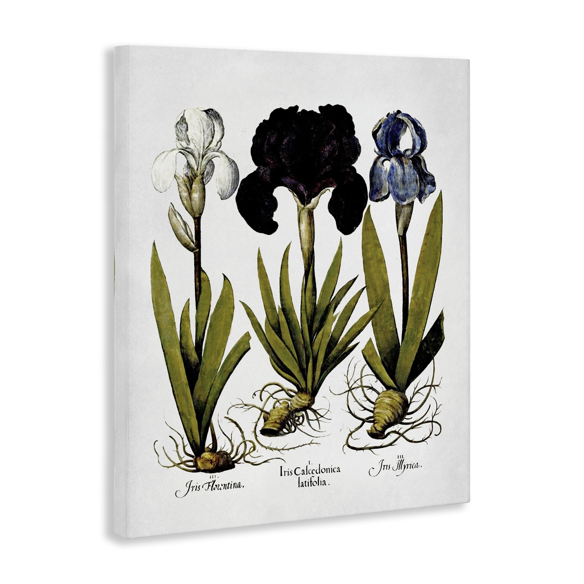 Stupell Industries Vintage Iris Flowers Botanical & Floral Painting Gallery Wrapped Canvas Art Print Wall Art, 30 x 40