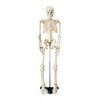 Lippincott Williams & Wilkins ANA668 33.5 in. Thrifty Skeleton