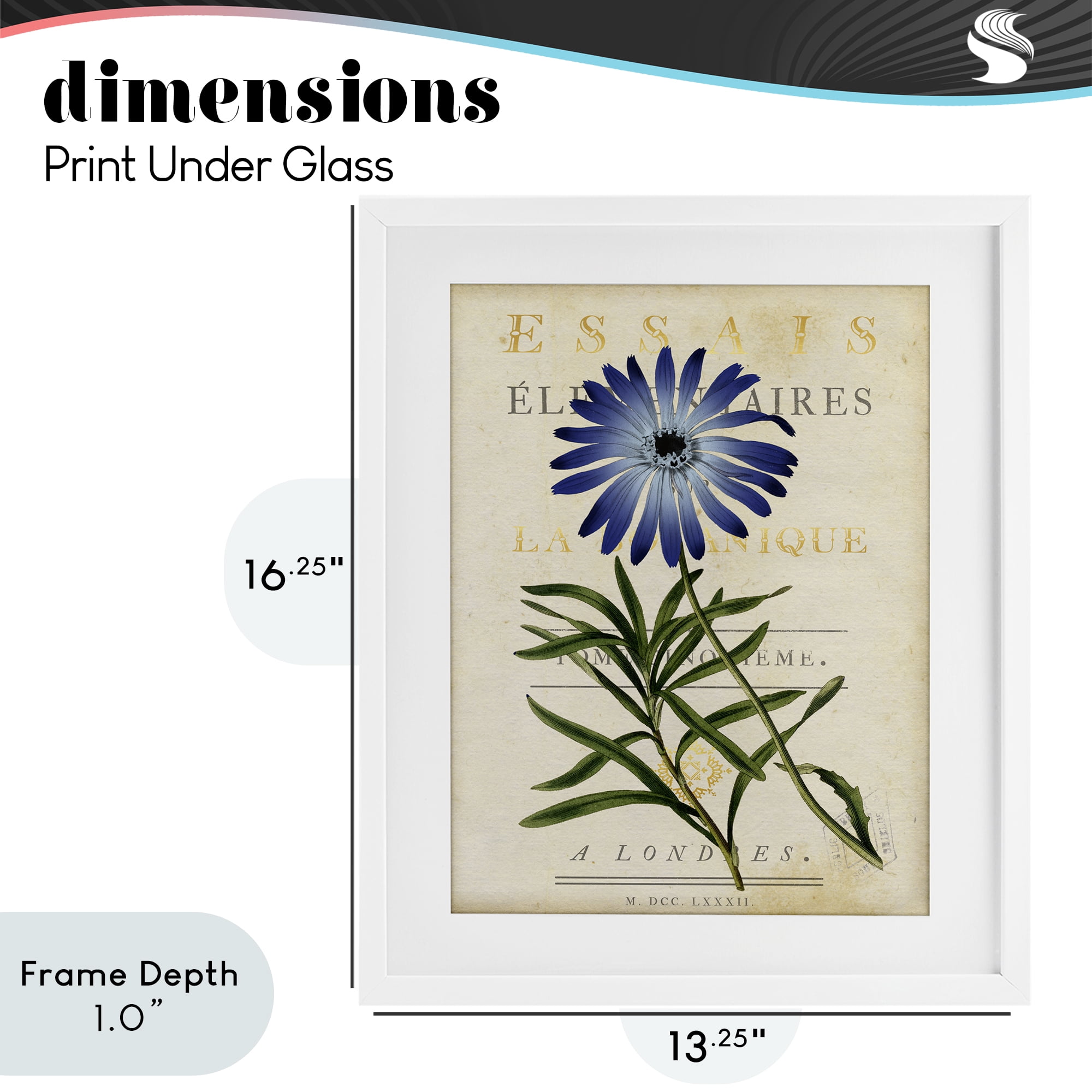 Stupell Industries Natural Botany Daisy White Framed Print Under Glass, design by Susan Arnot