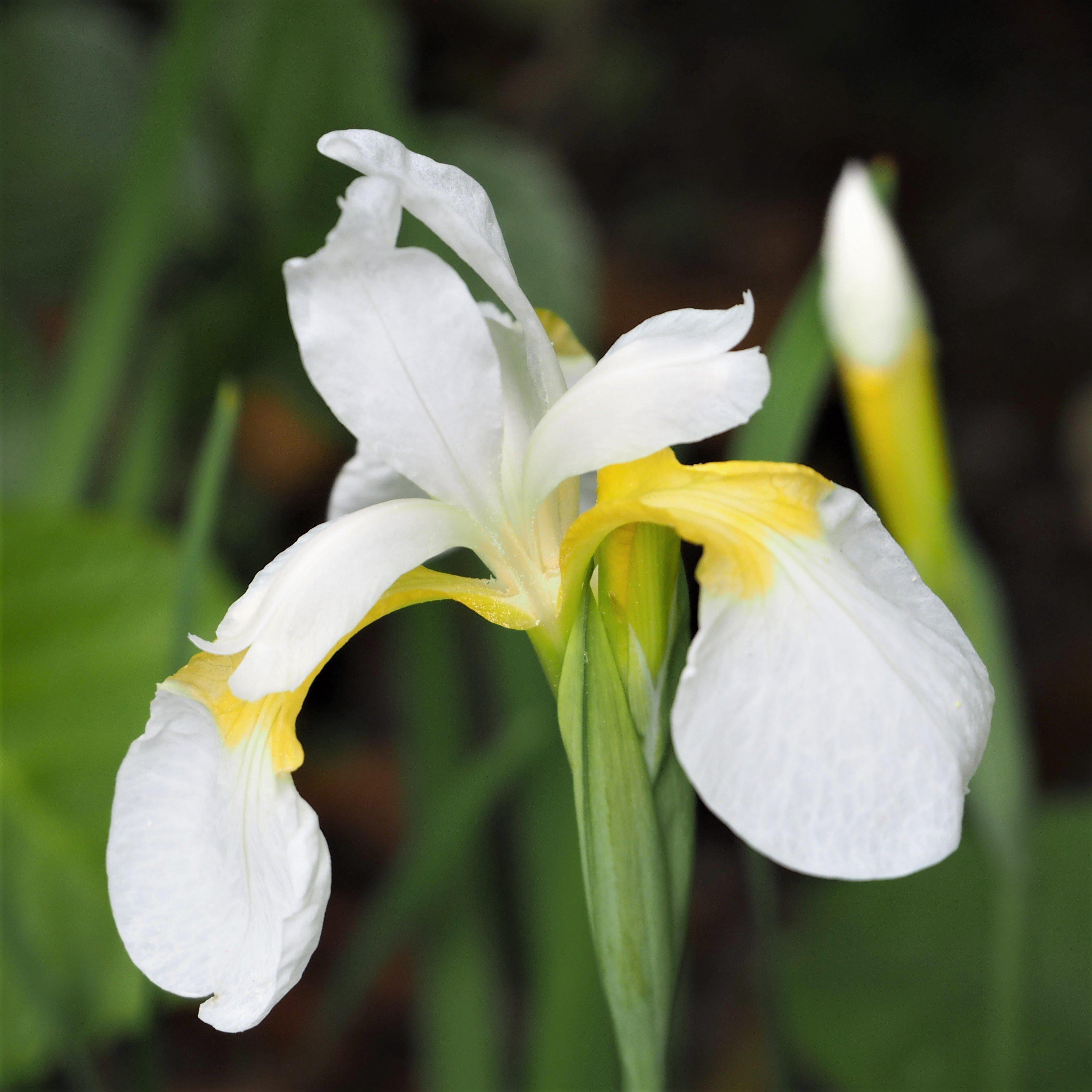 Japanese Iris Zen Garden Mix 5 Rhizomes - Spring Purple & White Blooms Partial Sun