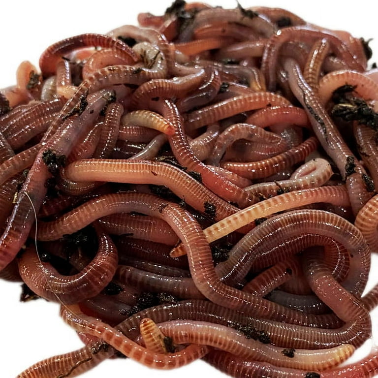 Gulp Earthworms, red wiggler, brown