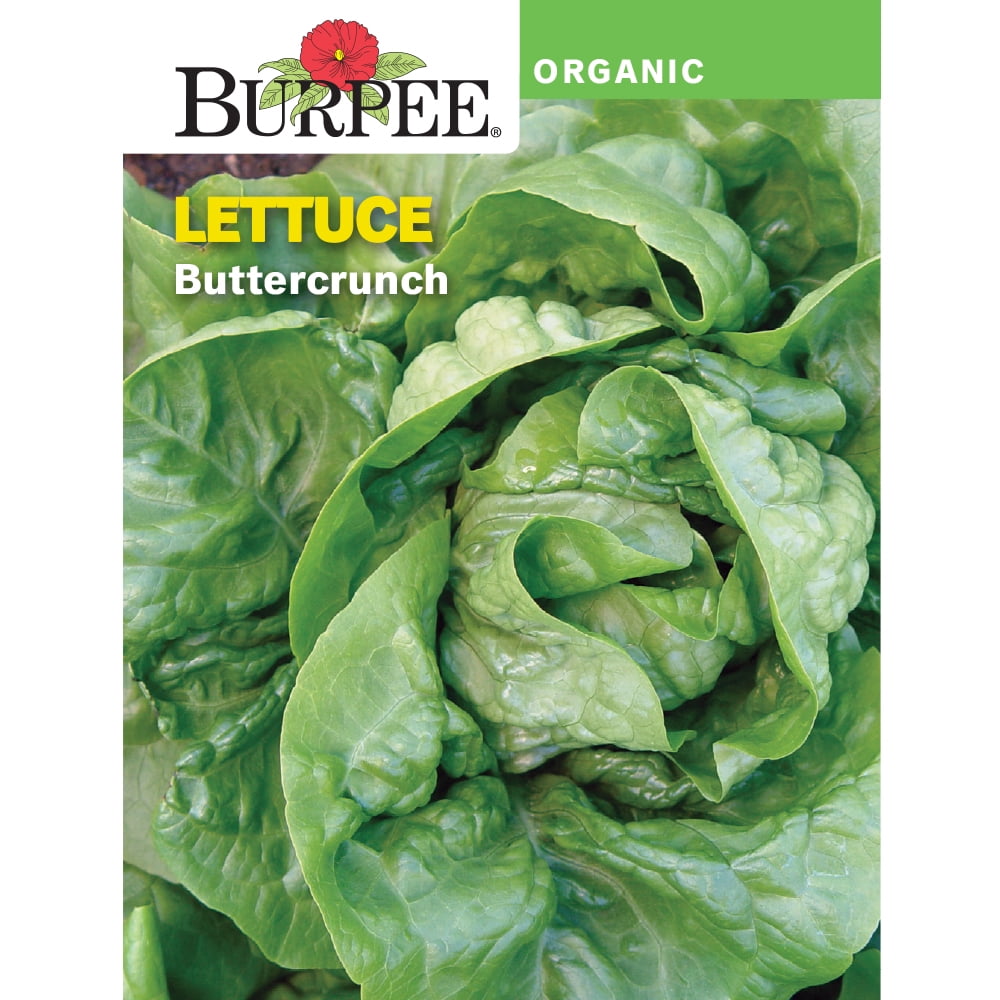 Burpee Organic Buttercrunch Lettuce Vegetable Seed, 1pack Walmart