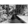 thumbnail image 2 of Eggers, Terry 14x11 White Modern Wood Framed Museum Art Print Titled - USA-Washington State-Skagit Valley-Country backroad through forest, 2 of 4