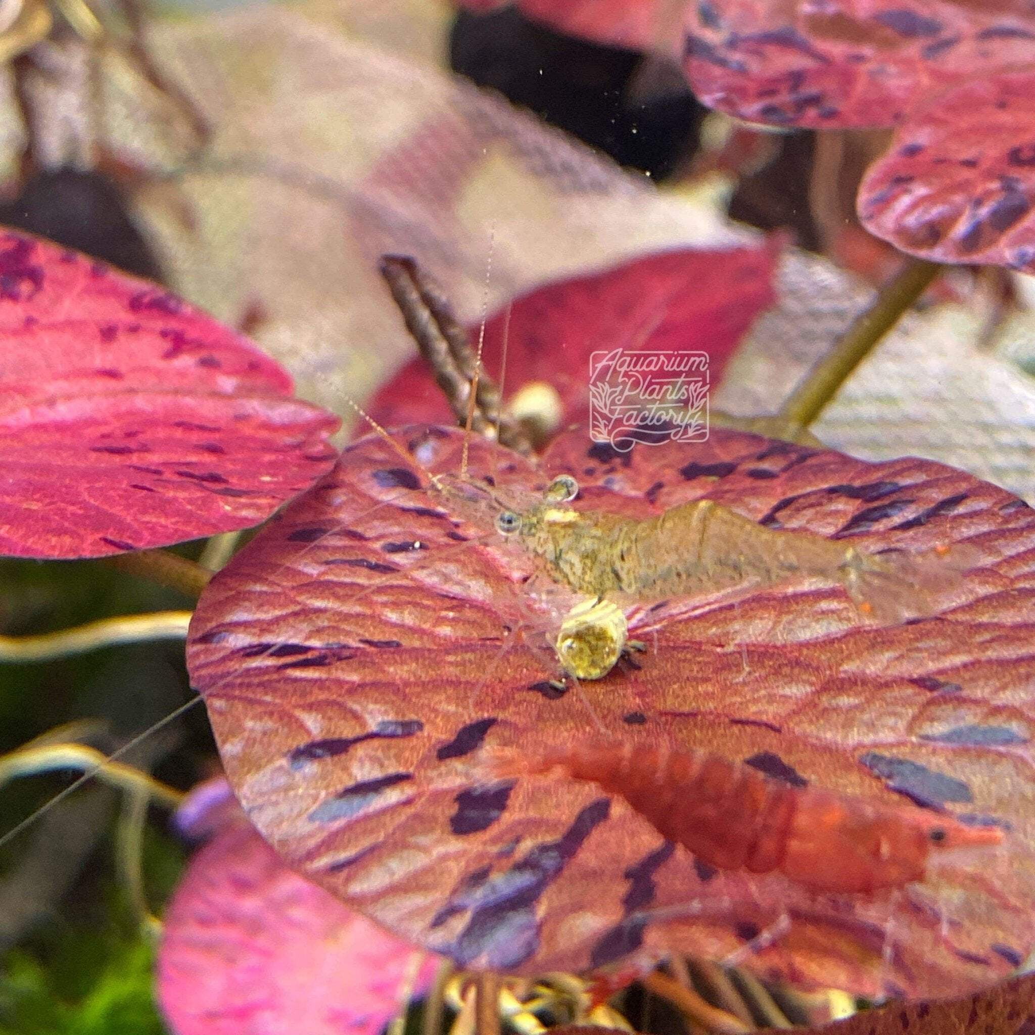 Red Tiger Lotus Aquarium Plants Factory