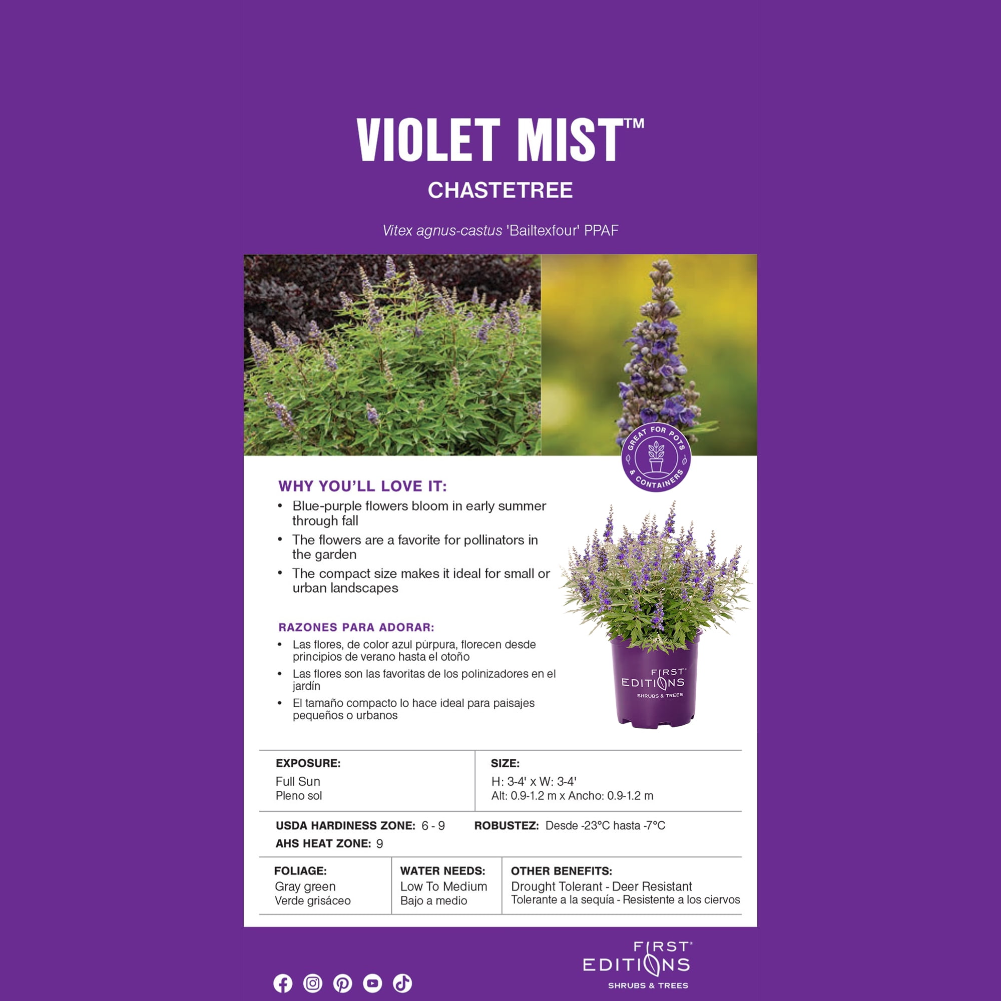 First Editions Vitex Violet Mist Live Shrub in 2-Gallon Grower Pot
