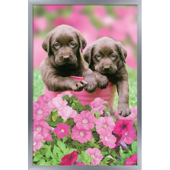 Trends International Keith Kimberlin - Labs Wall Poster 14.725" x 22.375" Silver Framed Version