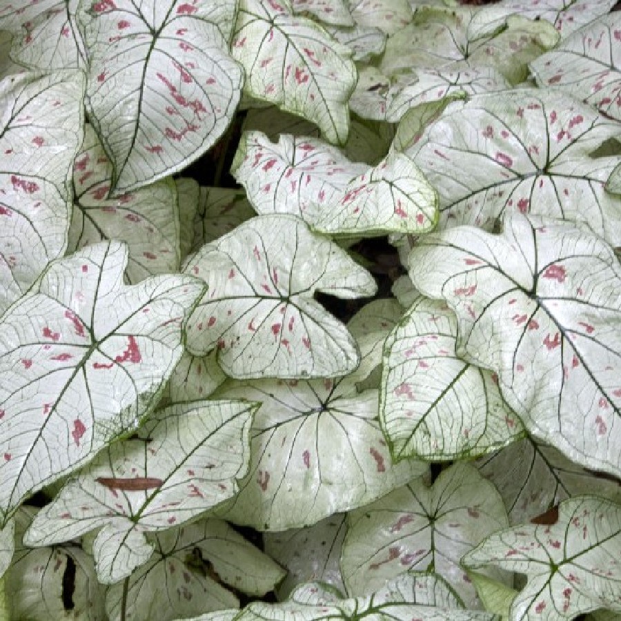 Strawberry Star Caladium 3 Bulbs White Foliage with Red Speckles