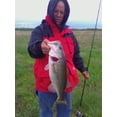 thumbnail image 3 of Kalins Freshwater 5 in Grub, Lakes River 10pk.  Pumpkin Salt and Pepper Soft Plastic Grub, 3 of 7