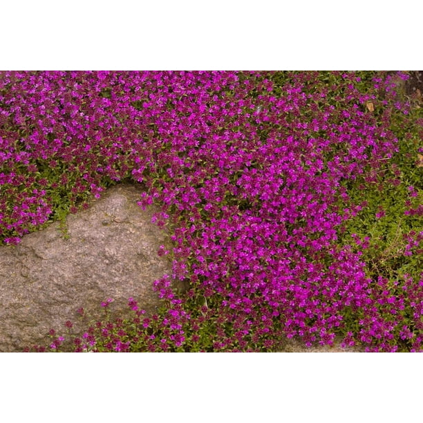Purple Creeping Thyme Seeds 250+ Seeds Amazing Ground Cover Plant