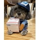 thumbnail image 2 of Funny Express Clothes Disfraz divertido para perros y gatos Disfraz de mascota de Halloween Abrigos y chaquetas Regalos para mascotas Azul (S) ER, 2 of 4