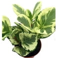 thumbnail image 2 of Marble Rubber Tree - Peperomia obtusifolia - 4" Hanging Basket, 2 of 2