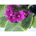 thumbnail image 3 of Optimara African Violet - 4" Pot - Best Blooming Violet in the World!, 3 of 4