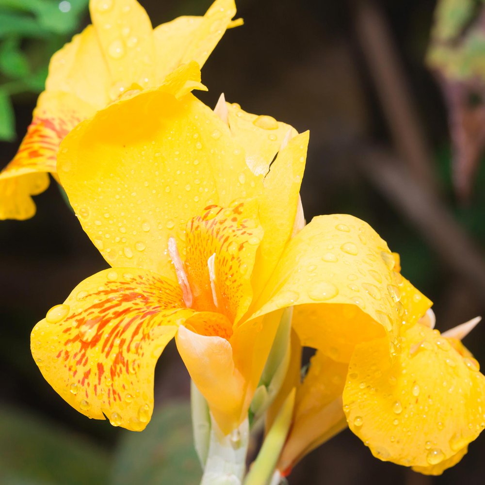 Canna Flower Seeds Tropical Series Yellow 100 Seeds Annual Flower Garden Seeds Canna x