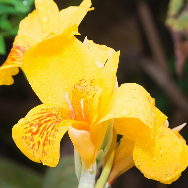 Canna Flower Seeds - Tropical Series: Yellow - 100 Seeds - Annual