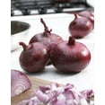 thumbnail image 1 of Tasc Onion Bulbs – Red Karmen Red Onion Vegetable Bulb, 1 of 2