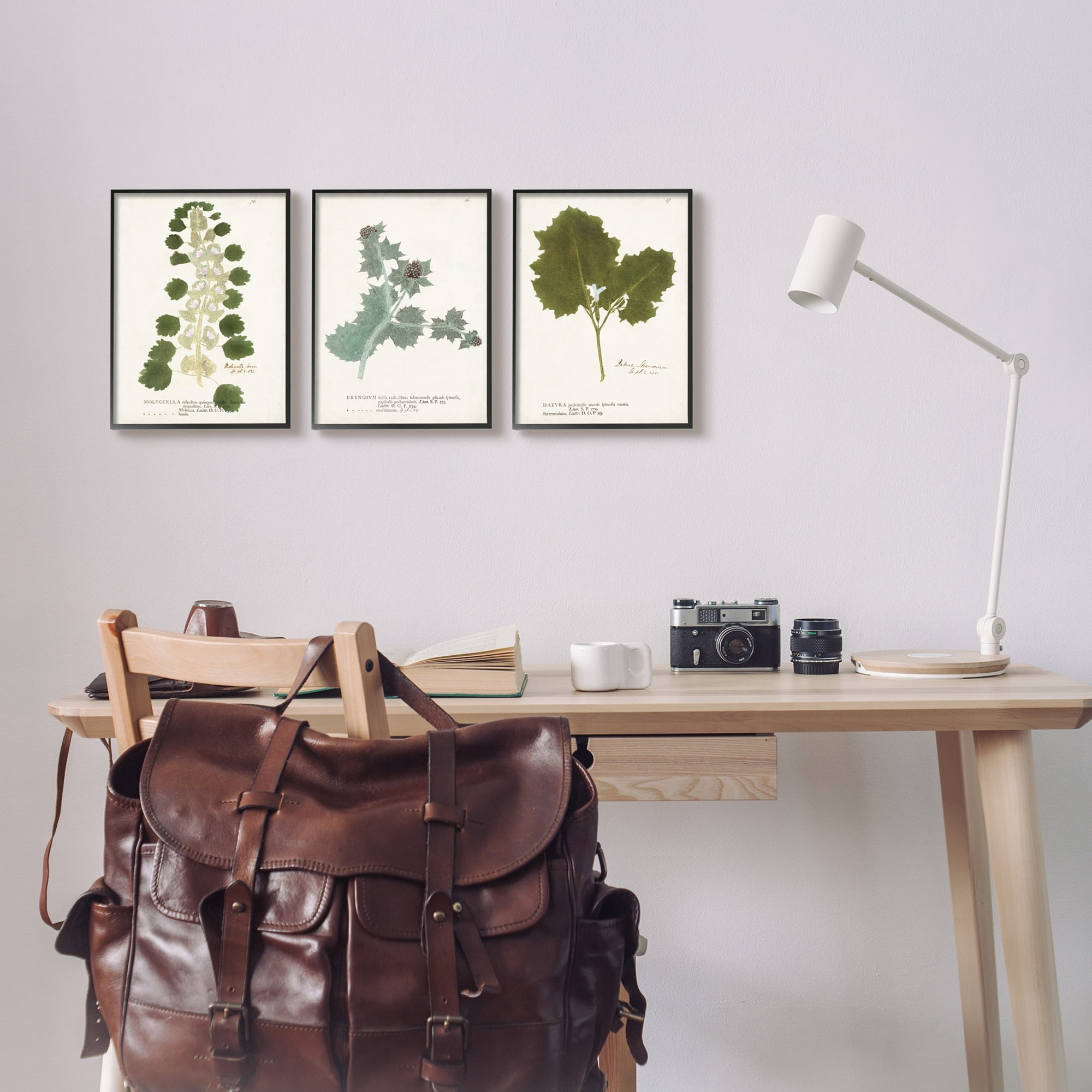 Stupell Industries Botanical Latin Study Detailed Wild Plant Leaves Graphic Art Gray Framed Art Print Wall Art, Set of 3, Design by World Art Group