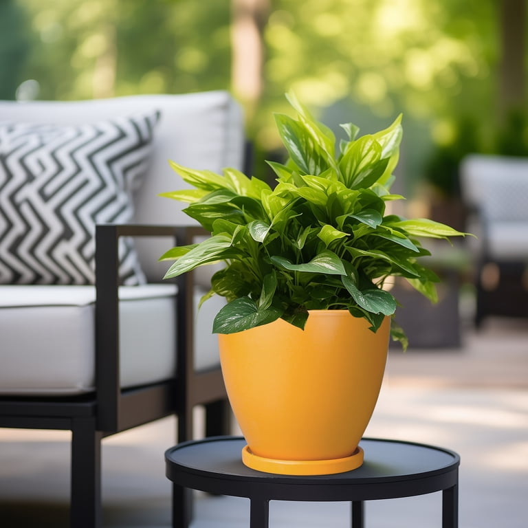 Ordivic Deep Matte Yellow Ceramic Pot, 8-Inch with Saucer photo 5