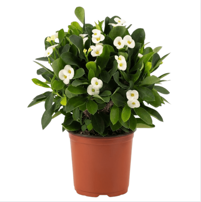 Hardy Crown of Thorn Live Plant, White Euphorbia Milii Tree, Indoor Outdoor Décor Succulent Cactus, 4 to 6 Inch Tall, Ship No Pot