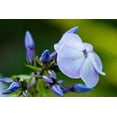 thumbnail image 3 of 250 Dwarf BEAUTY BLUE PHLOX Drummondii Nana Compacta Fragrant Violet Blue Flower Seeds, 3 of 4