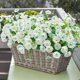 thumbnail image 2 of Flores artificiales Ivydale White Silk Morning Glory, 12 paquetes, 2 of 9