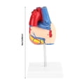 thumbnail image 4 of Parts Heart Model1:1 Anatomical Human Life Medical Heart Model Anatomical Heart Model Superior Craftsmanship, 4 of 5