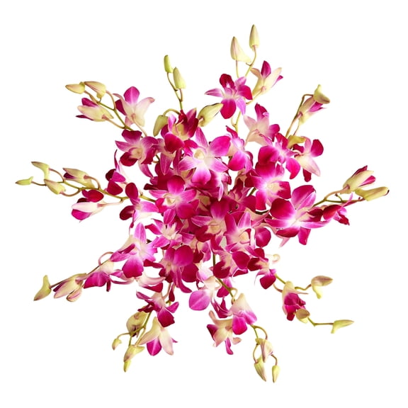 1800 Flowers – 10 Stem Exotic Breeze™ Orchids (Bouquet Only) | Fresh Cut Spring Flowers for Delivery | For Easter, Anniversary, Sympathy, and Special Occasions