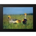 thumbnail image 2 of Fitzharris, Tim 14x11 Black Modern Framed Museum Art Print Titled - Crowned Cranes-Kenya, 2 of 5