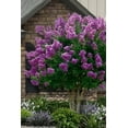 thumbnail image 3 of Crape Myrtle Twilight  10 Live Plants  Deep Purple Blooms, Premium Live Plant, Ornamental Garden Centerpiece for Stunning Seasonal Displays, 3 of 9