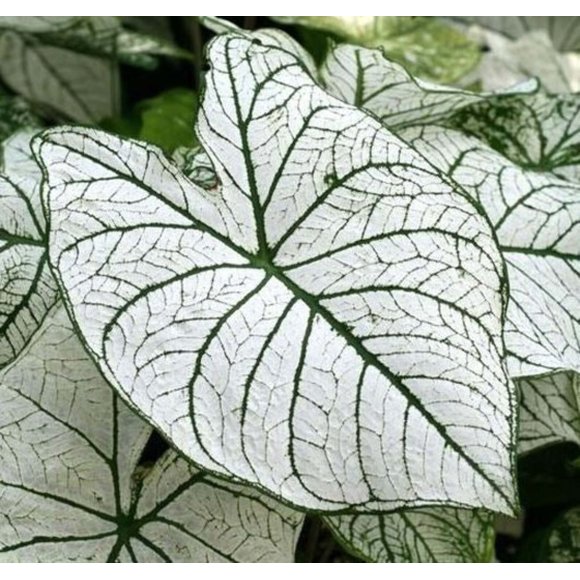 Caladium Bulbs