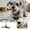B, variant on Fall Squeaking Soft Chew Toy for Dogs Interactive Teething Puppy Pet Training