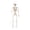 C001- A, variant on Halloween Skeleton Life Size, 40 Inch Large Skeleton Halloween Decor, Jointed Posable Plastic Skeleton Halloween Decor, for Spooky Yard Decor, Halloween Outdoor Graveyard Setup,