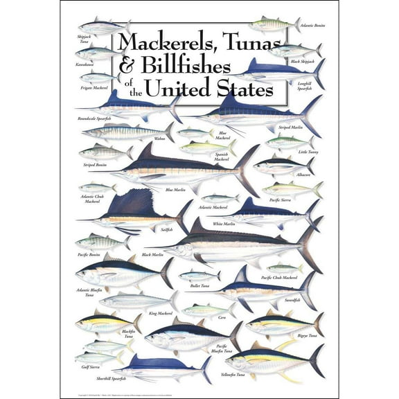 Mackerels, Tunas & Billfishes of the US Puzzle