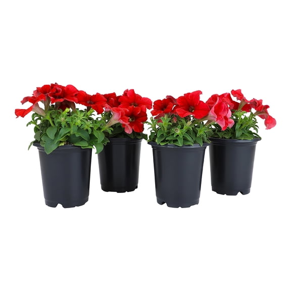 Expert Gardener 1PT Red Petunia Live Plants Pot (4 Pack)