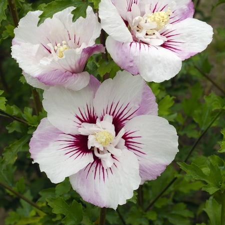 1 gal. Hibiscus Fiji Live Perennial Plant with Full Sunlight