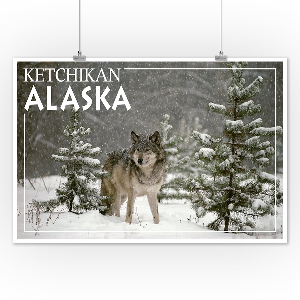 Wolf in Snow Ketchikan, Alaska Lantern Press Photography (James T