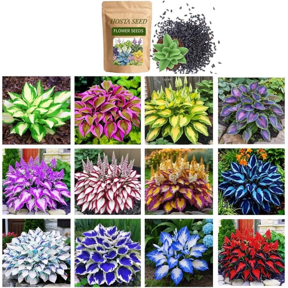 HIGHGW 400+ Mixed Hosta Seeds for Planting, Colorful Hosta Plants Heart-Shaped Hosta Foliage Hardy Perennial Hostas for Shade Garden and Container Decoration